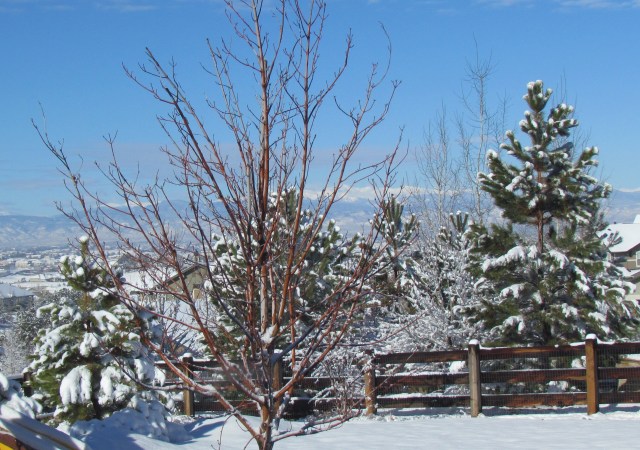 Colorado Spring Snow 4