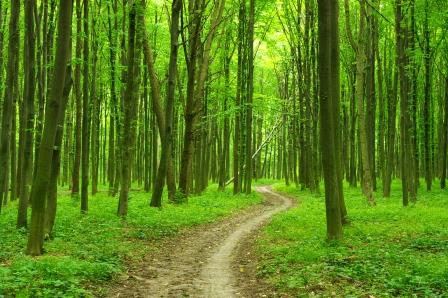 Walking the Reiki Path