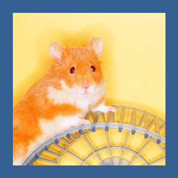 Access FREE Manifestation Toolkit